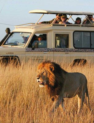safari-image